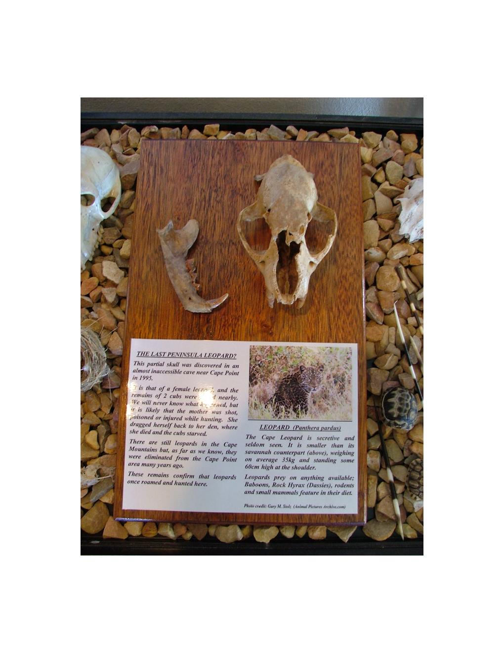 Leopard Skull Cave [Picture][Leopard skull Cape Point Museum][19970720][PSwart]